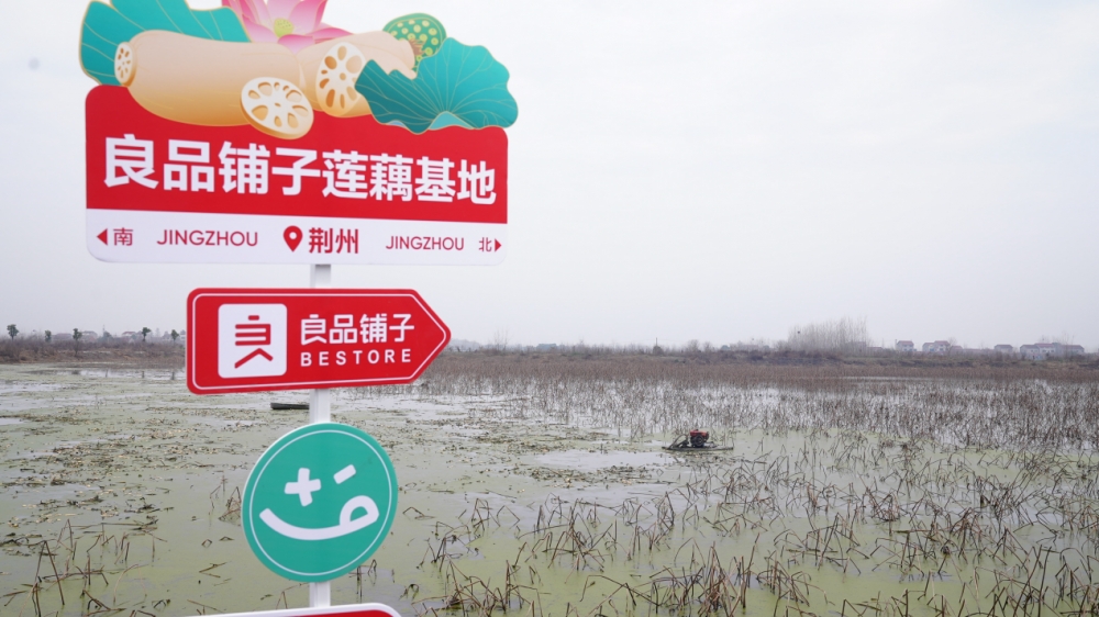 良品铺子联合创始人下塘挖藕 揭秘“哪吒基地”的美味秘密