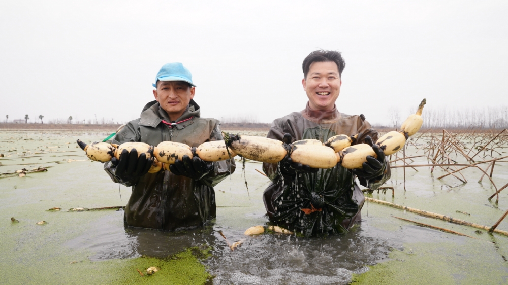 良品铺子联合创始人下塘挖藕 揭秘“哪吒基地”的美味秘密