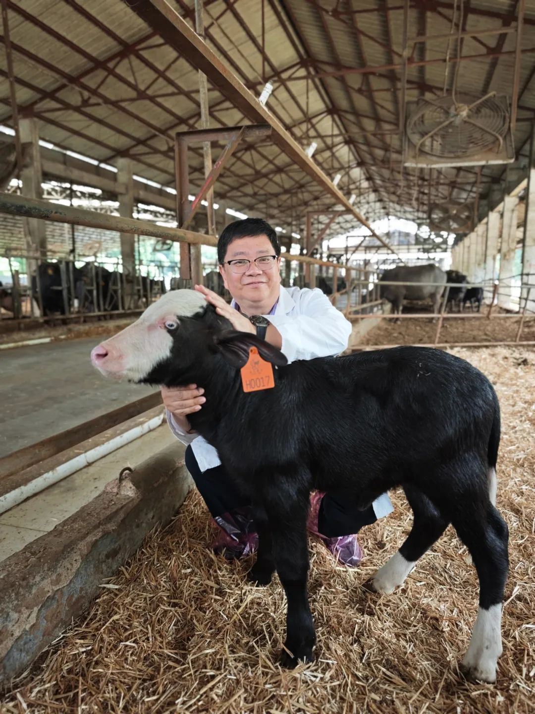 热烈庆祝全国首批进口胚胎移植犊牛在皇氏赛尔诞生——广西奶水牛种源攻关交出历史性答卷