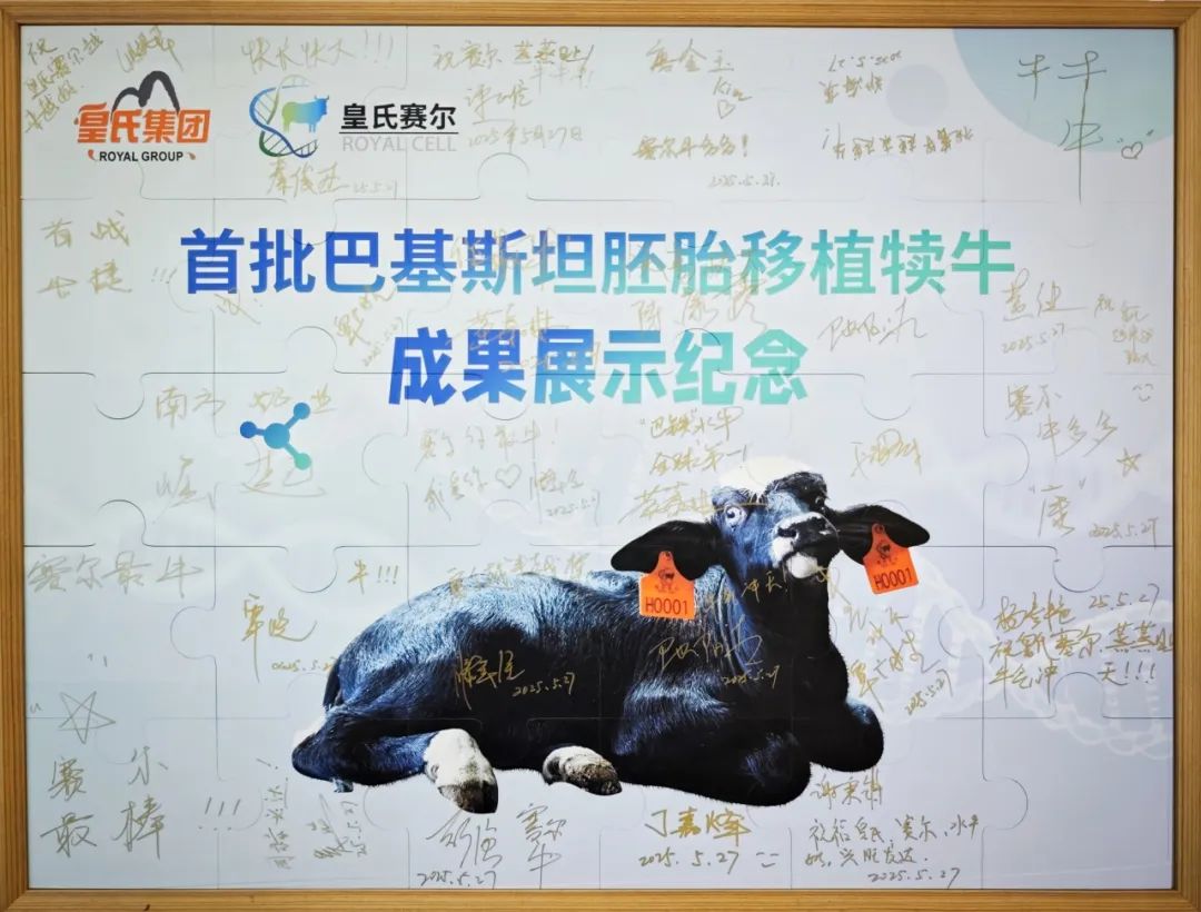 热烈庆祝全国首批进口胚胎移植犊牛在皇氏赛尔诞生——广西奶水牛种源攻关交出历史性答卷