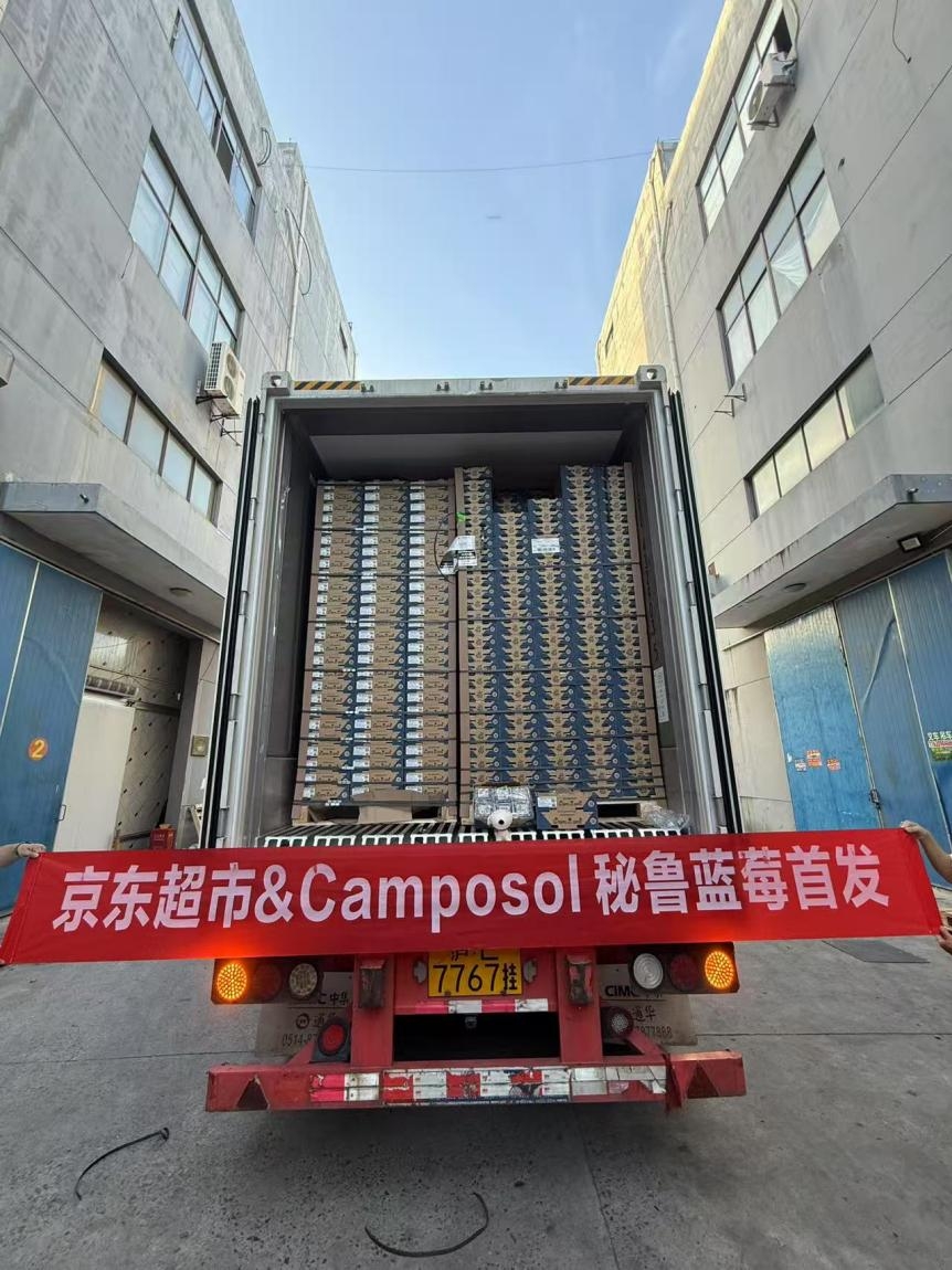 秘鲁蓝莓进入成熟季 总产量超40万吨 京东超市&Camposol首批航运到货