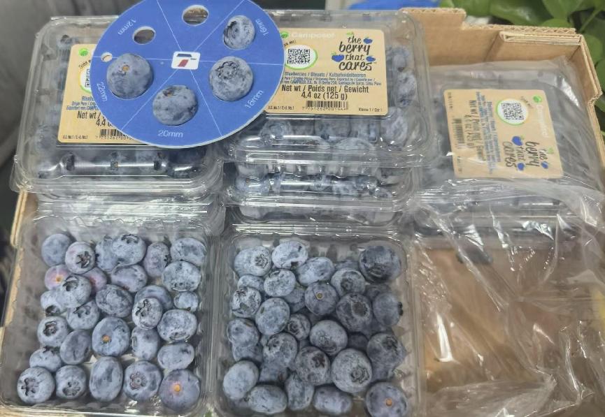 秘鲁蓝莓进入成熟季 总产量超40万吨 京东超市&Camposol首批航运到货