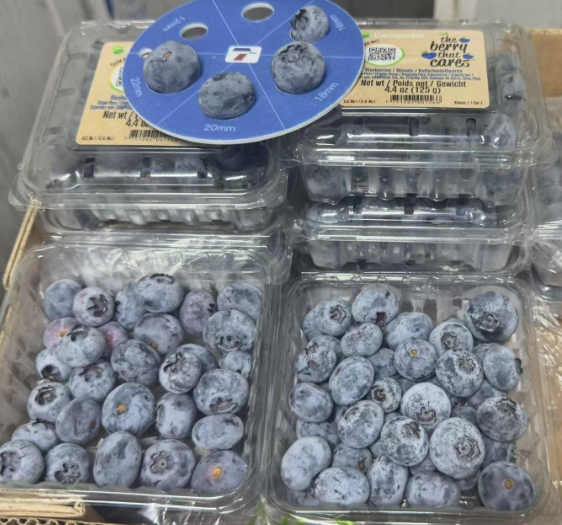 秘鲁蓝莓进入成熟季 总产量超40万吨 京东超市&Camposol首批航运到货