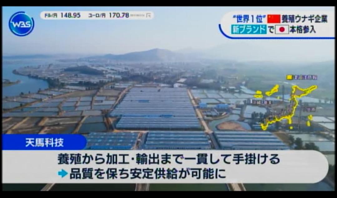 首个中国鳗鱼品牌发布，天马“犒赏鳗鱼”获日本东京电视台报道！
