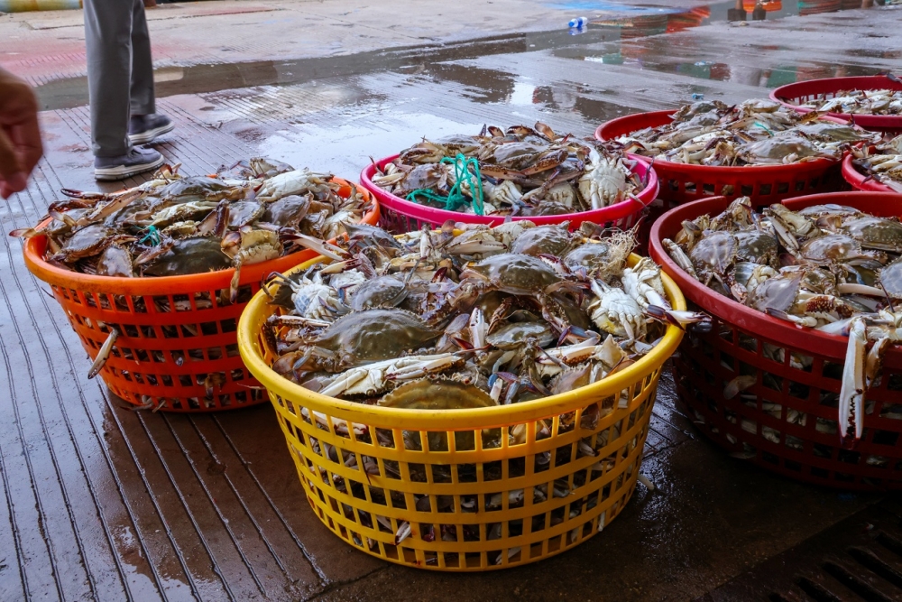 从海边到餐桌16小时速达 来京东七鲜尝“头网蟹”的第一口鲜
