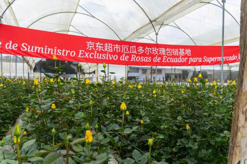 联合头部庄园开启玫瑰开采季 京东超市完成厄瓜多尔玫瑰产地直采布局