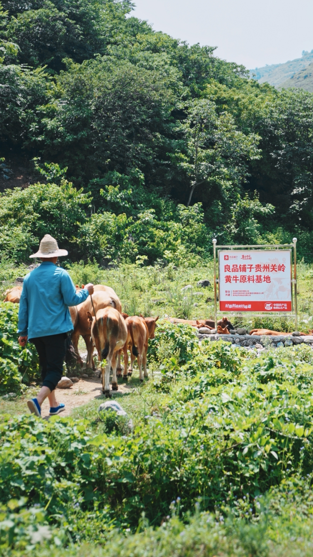 了不起的国货！央视网聚焦良品铺子关岭牛肉养殖基地