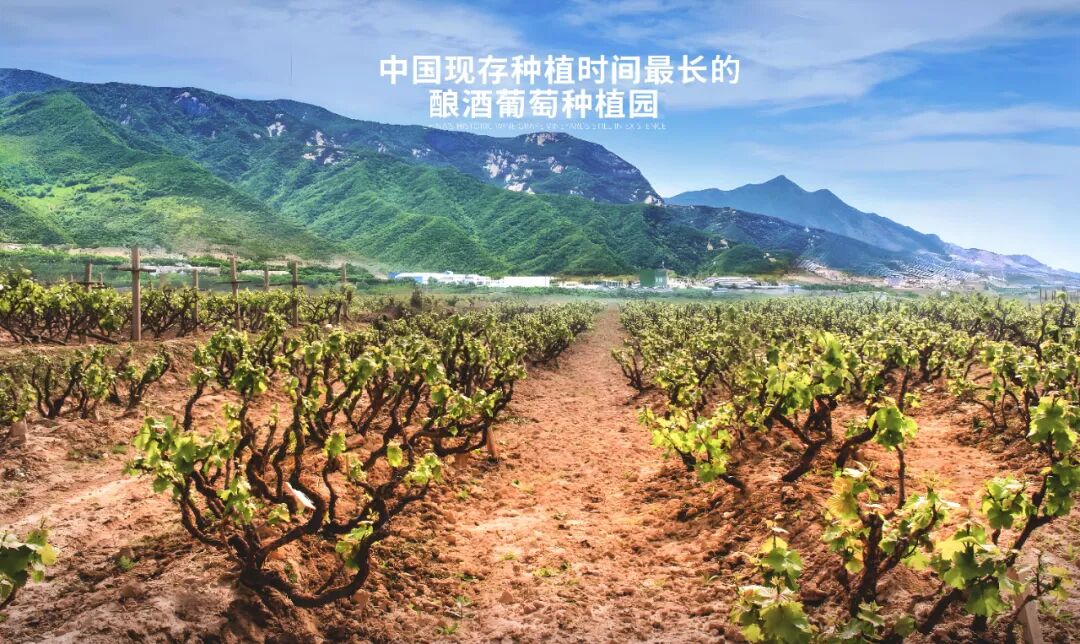 长歌AI葡萄酒体验中心开放！偏甜葡萄酒纷纷“涨停”