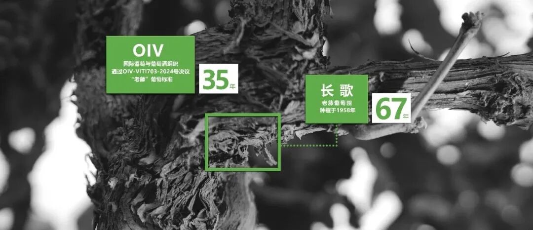 长歌AI葡萄酒体验中心开放！偏甜葡萄酒纷纷“涨停”