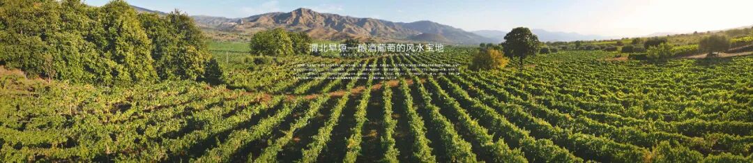 长歌AI葡萄酒体验中心开放！偏甜葡萄酒纷纷“涨停”