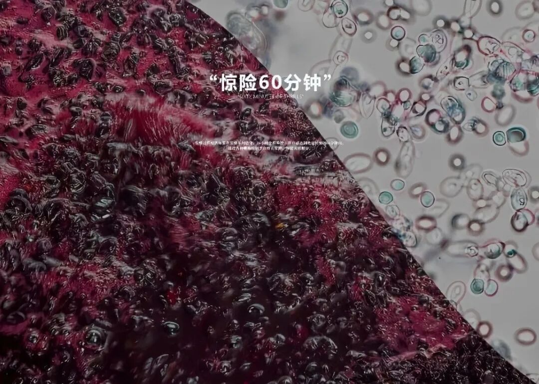 长歌AI葡萄酒体验中心开放！偏甜葡萄酒纷纷“涨停”