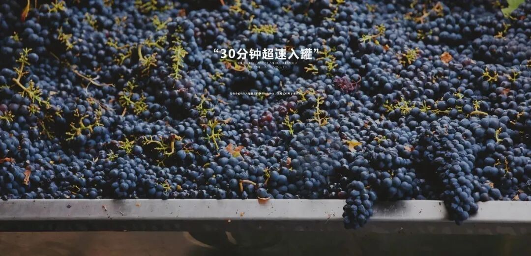 长歌AI葡萄酒体验中心开放！偏甜葡萄酒纷纷“涨停”