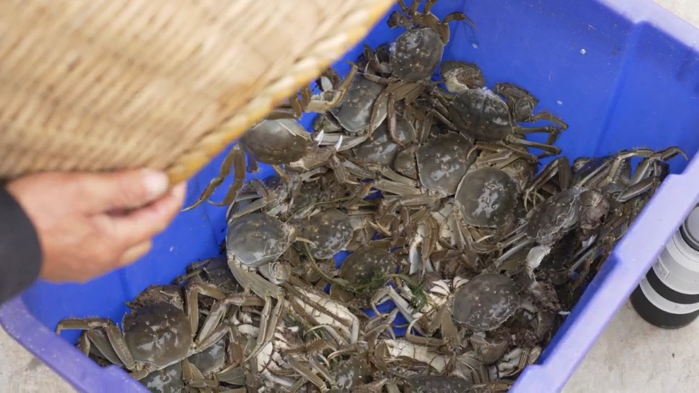 占一半市场的江苏产区开捕 大闸蟹开始上市：产量质量双丰收 满黄满膏成趋势