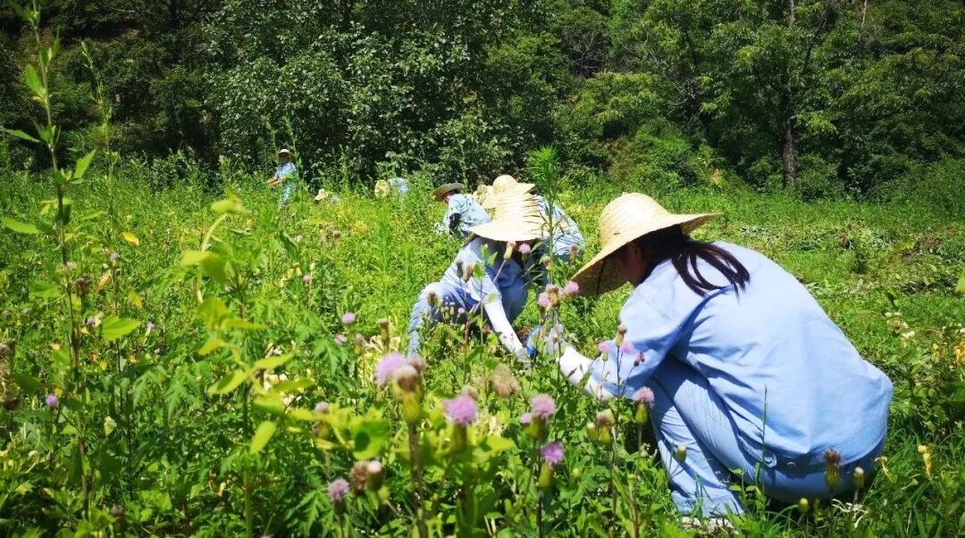盘龙药业：秉承中医药企业“济世情怀”，打造中药材种植基地“盘龙模式”