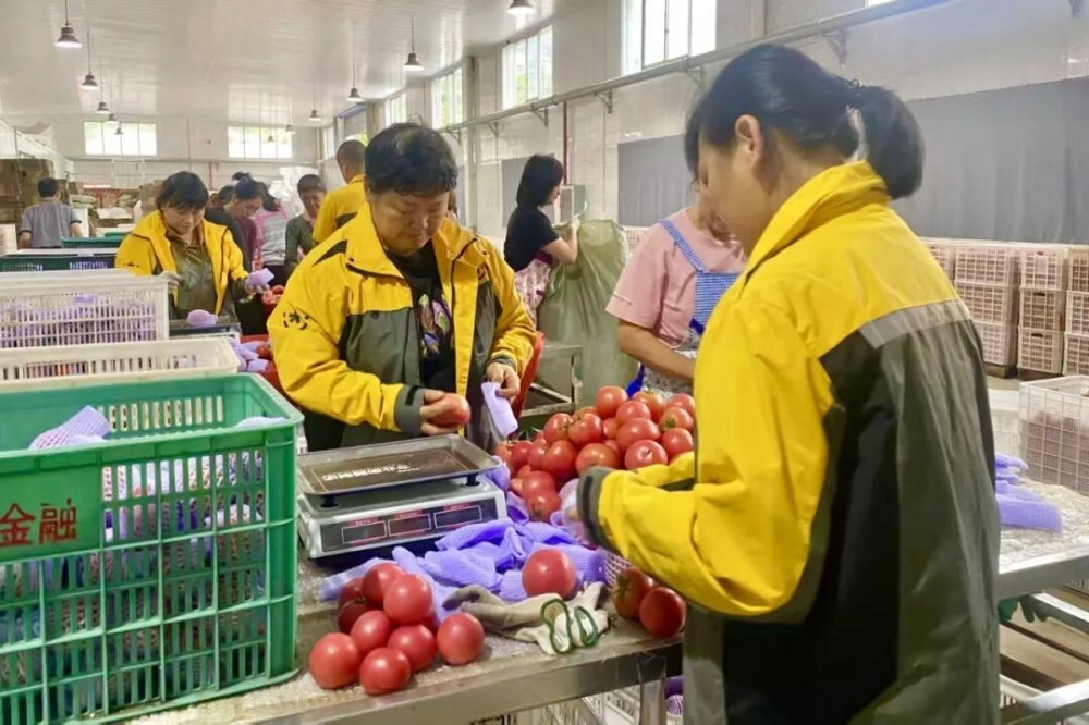 韵达贴心服务助农增收，长阳西红柿“鲜”行全国