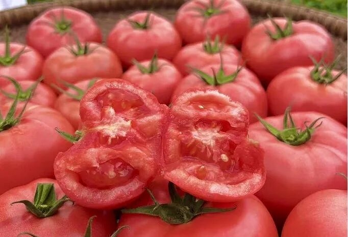 韵达贴心服务助农增收，长阳西红柿“鲜”行全国