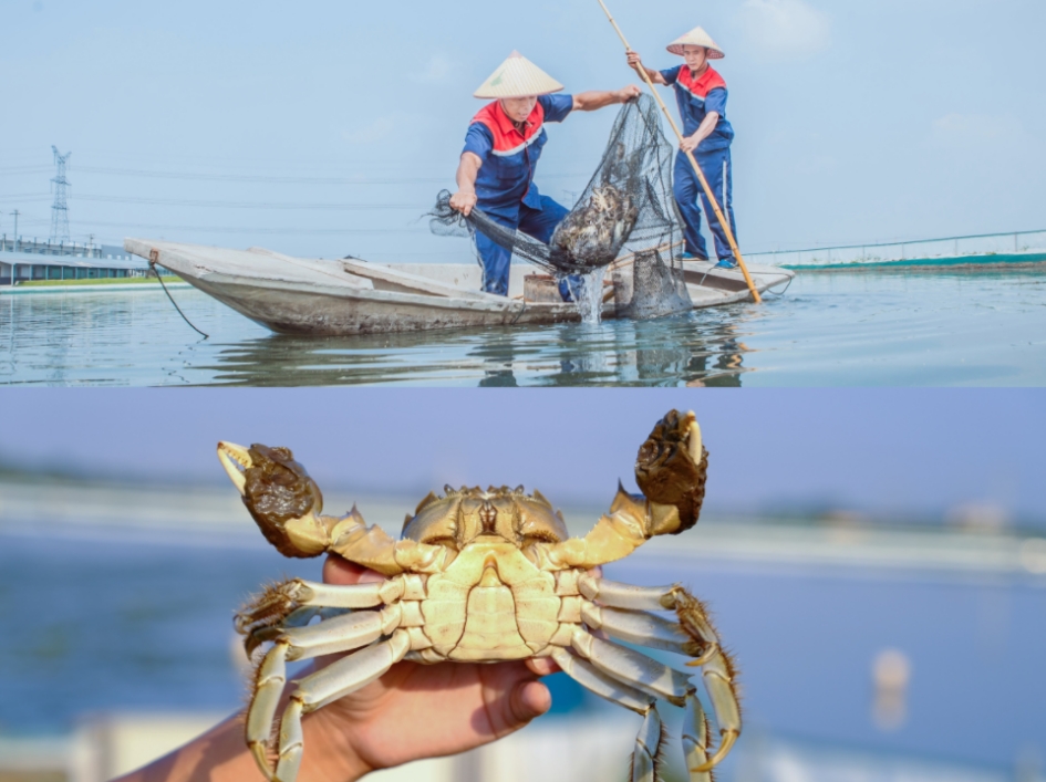 单日5000斤！12小时产地空运直达！京东超级供应链让香港大闸蟹价格平均降20%