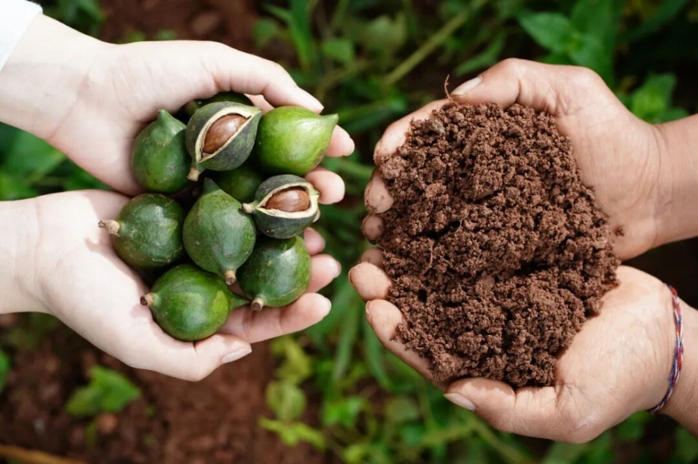 央视新闻溯源云南！良品铺子让中国坚果 “大” 有不同