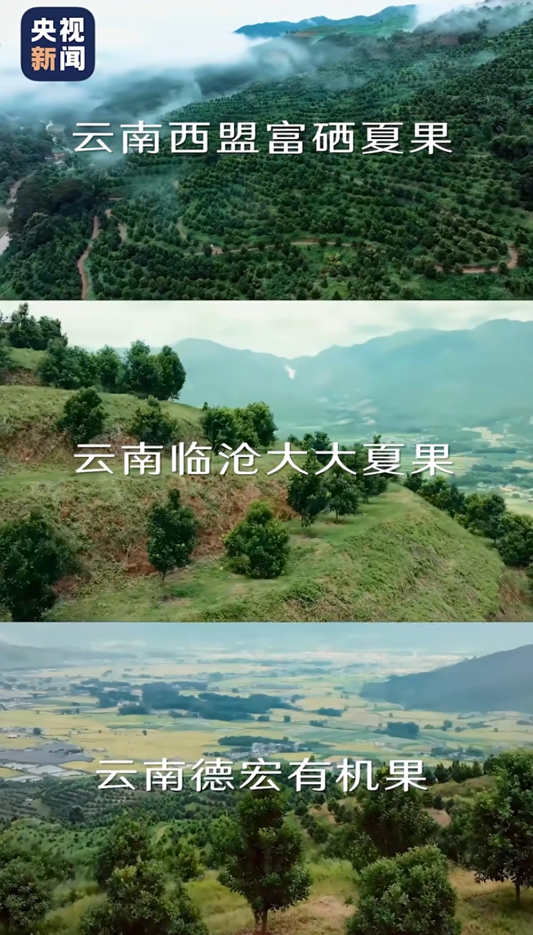 央视新闻溯源云南！良品铺子让中国坚果 “大” 有不同