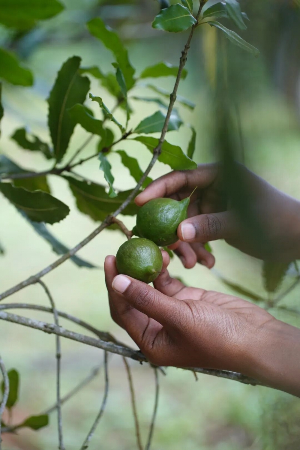 央视新闻溯源云南！良品铺子让中国坚果 “大” 有不同