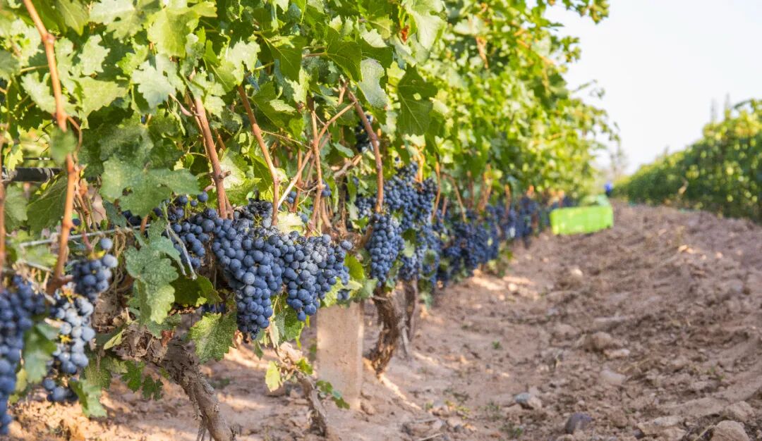 张裕龙谕获“2025拉姆·查兰管理实践奖-杰出奖”