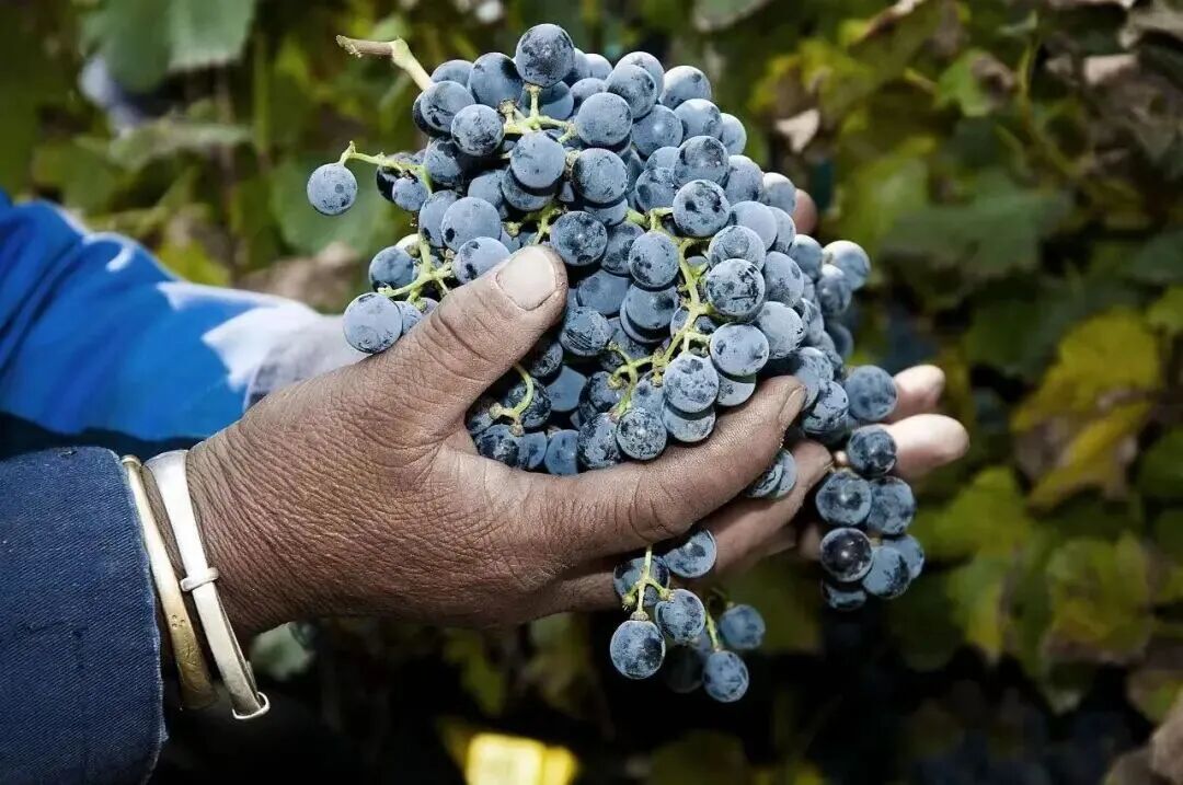 张裕龙谕获“2025拉姆·查兰管理实践奖-杰出奖”