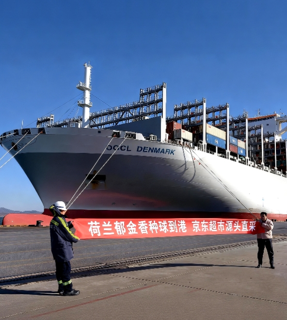 荷兰郁金香种球到港 繁育季开启 预计销量6000万枝 价格低四成