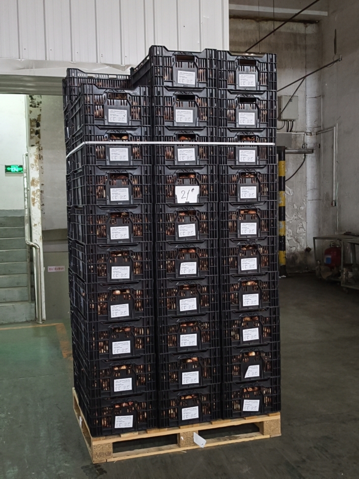 荷兰郁金香种球到港 繁育季开启 预计销量6000万枝 价格低四成