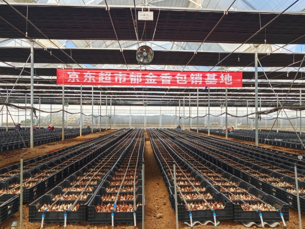 荷兰郁金香种球到港 繁育季开启 预计销量6000万枝 价格低四成