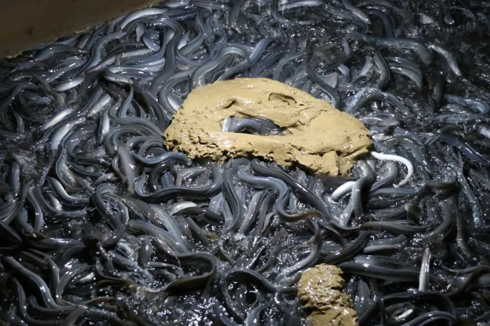 三度蝉联“2025中国农业名片·领袖人物奖”，他让国鳗产业走向“新质”蝶变