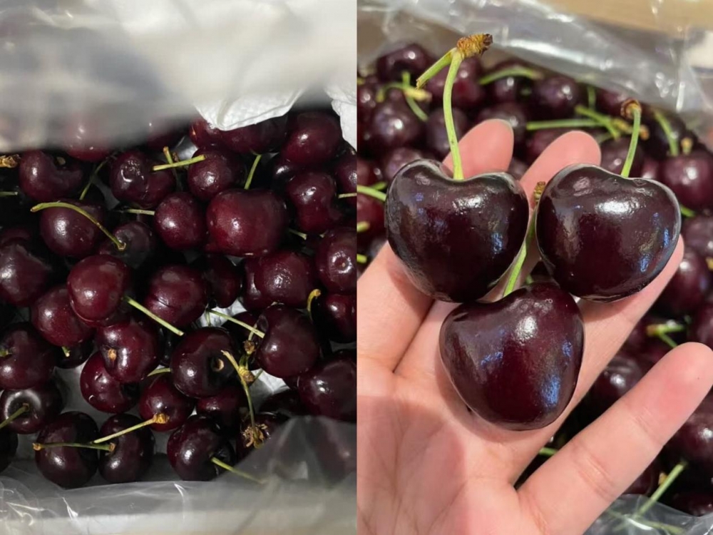 今年跨年,新疆消费者迎来“车厘子自由”!京东生鲜车厘子配送进新疆,最快24小时达