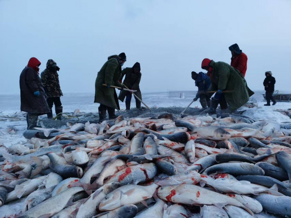 查干湖冰雪渔猎文化旅游节即将开启，今年头鱼竞拍花落谁家？