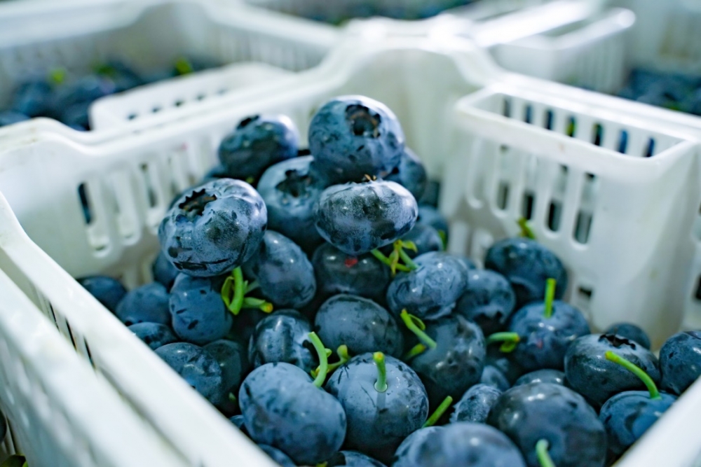 拼多多“千亿扶持”加码“2026年货节”，百亿补贴推出三大重磅补贴