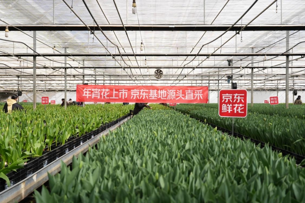 马年春节宵花开启上市迎丰产：采摘量增50%  郁金香价格降40%