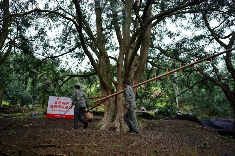 这届年轻人，开始返乡“种”未来了