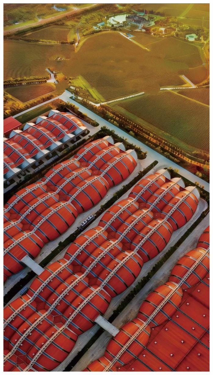 俞敏洪打卡张裕，现场“扛桶”种草了什么？