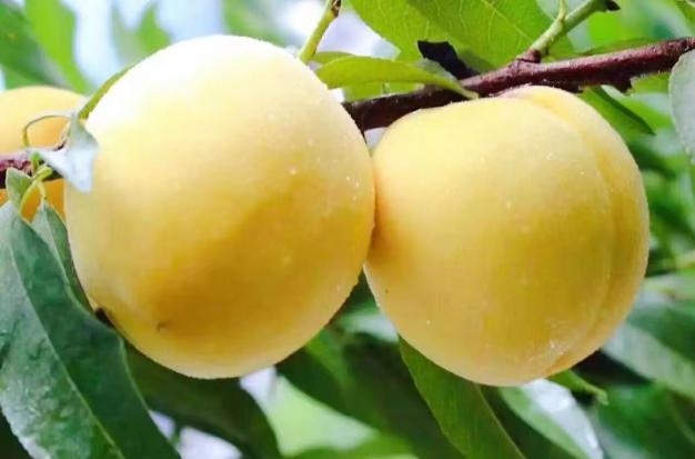 东证有爱，善行无疆  ——传递乡村振兴中的期货关怀