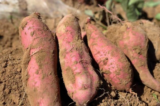 东证有爱，善行无疆  ——传递乡村振兴中的期货关怀