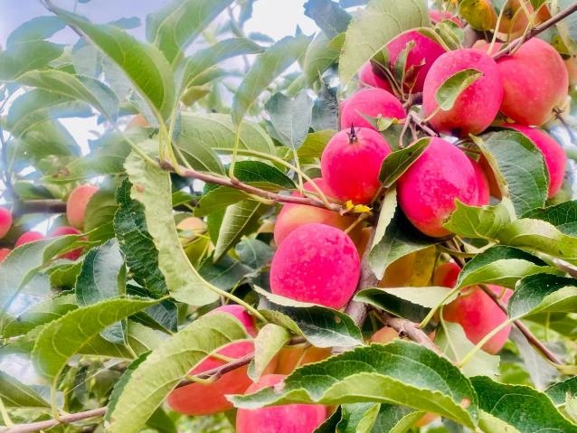 东证有爱，善行无疆  ——传递乡村振兴中的期货关怀