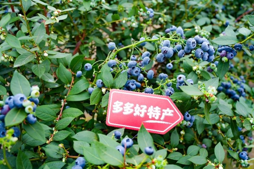 拼多多发布2025全年财报,“千亿扶持”投入一周年,全面加码供应链升级再造