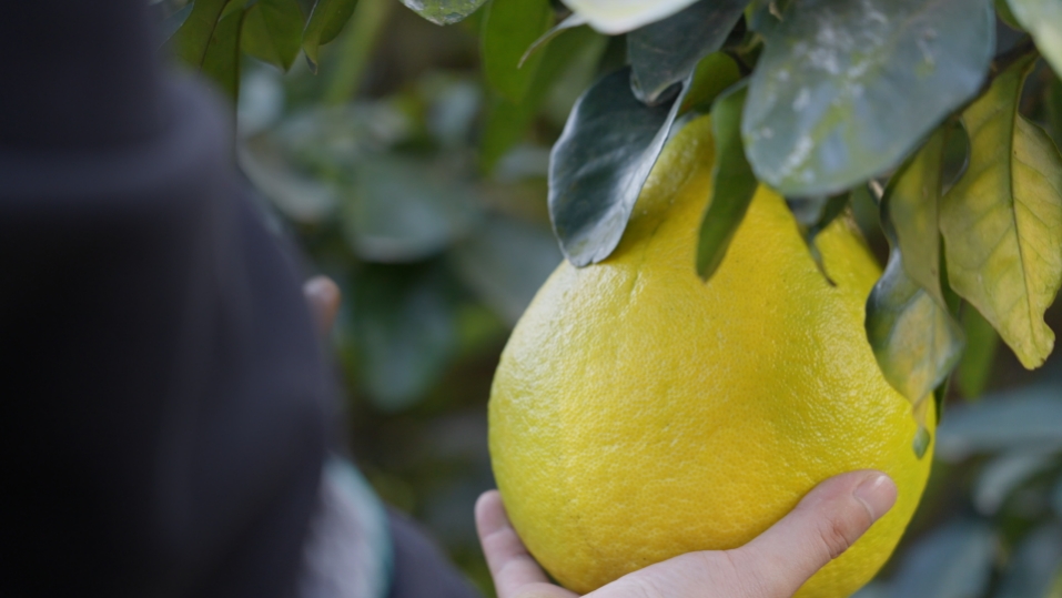 拼多多“千亿扶持”一周年回顾：产业生态升级再造，2026年继续重仓供应链