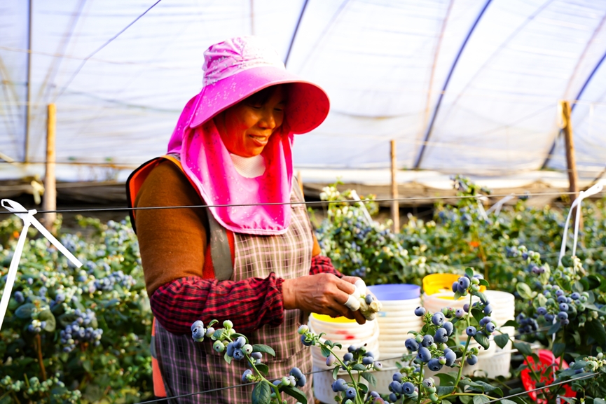 拼多多“千亿扶持”一周年回顾：产业生态升级再造，2026年继续重仓供应链