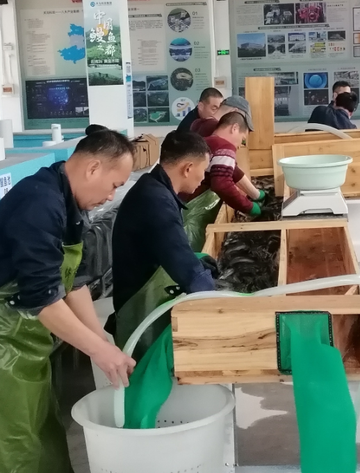 首航启新程！天马科技集团上海浦东活鳗运营中心首批活鳗成功出口日本，海外市场拓展再进一步