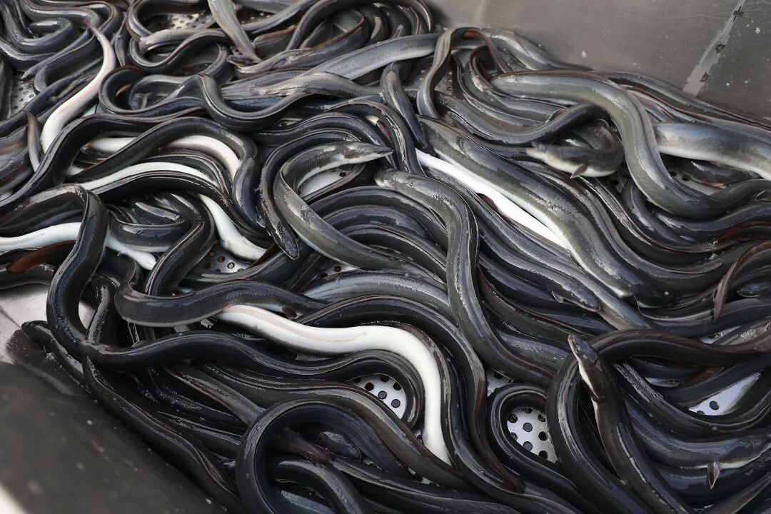 首航启新程！天马科技集团上海浦东活鳗运营中心首批活鳗成功出口日本，海外市场拓展再进一步