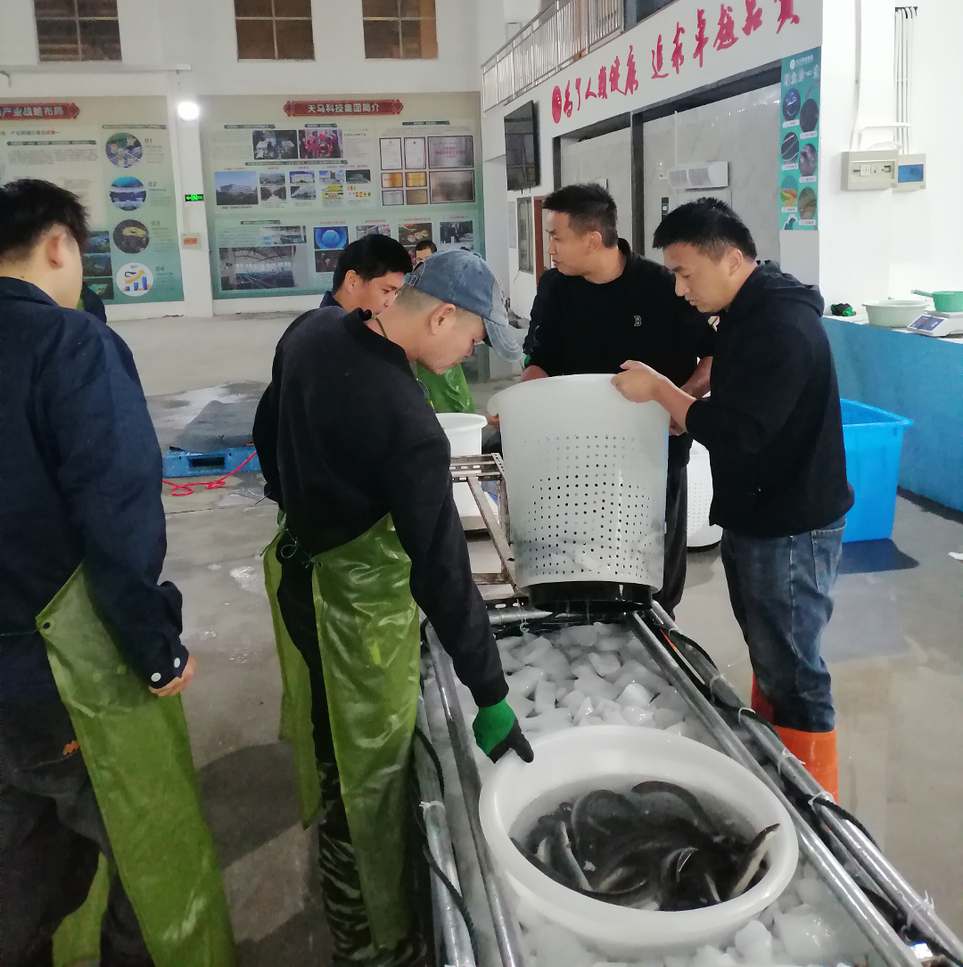 首航启新程！天马科技集团上海浦东活鳗运营中心首批活鳗成功出口日本，海外市场拓展再进一步