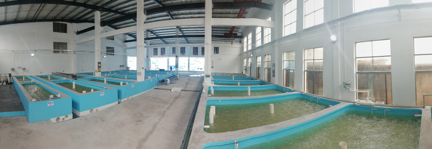 首航启新程！天马科技集团上海浦东活鳗运营中心首批活鳗成功出口日本，海外市场拓展再进一步