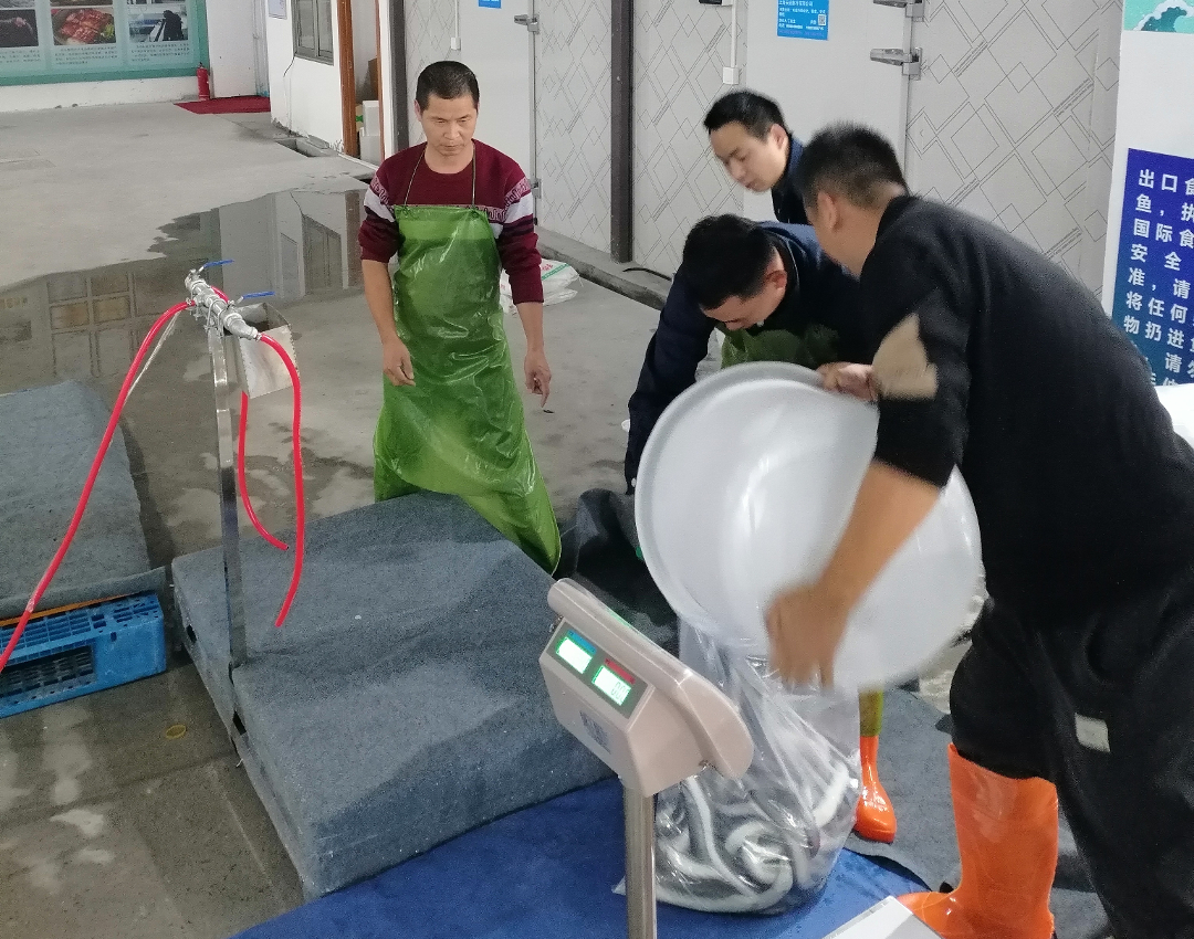 首航启新程！天马科技集团上海浦东活鳗运营中心首批活鳗成功出口日本，海外市场拓展再进一步