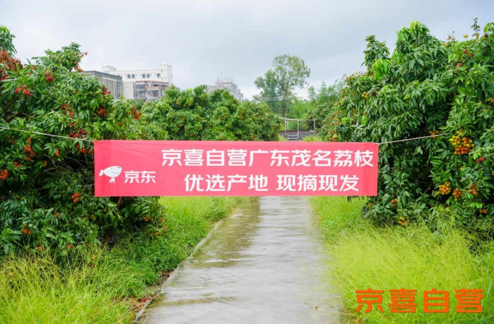京东京喜宣布百大生鲜基地计划 推出茂名荔枝 同品质价更低