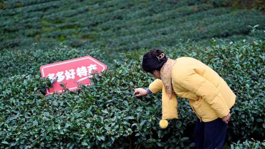 拼多多发布Q1财报,“千亿扶持”加码惠商助农,新拼姆助力供应链转型升级