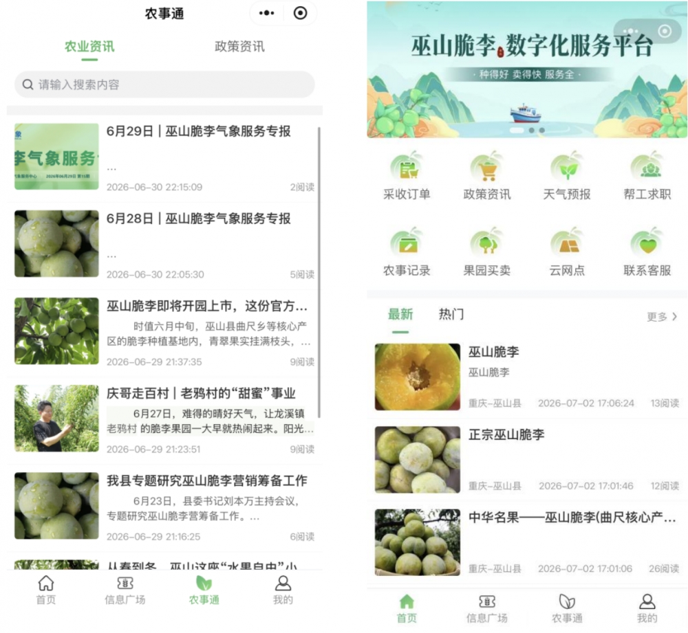 巫山脆李商城首单落地——重庆农商行打造特色产业赋能样板间,数字金融助力乡村产业发展